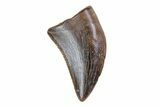Small Theropod (Raptor) Tooth - Judith River Formation #72551-1